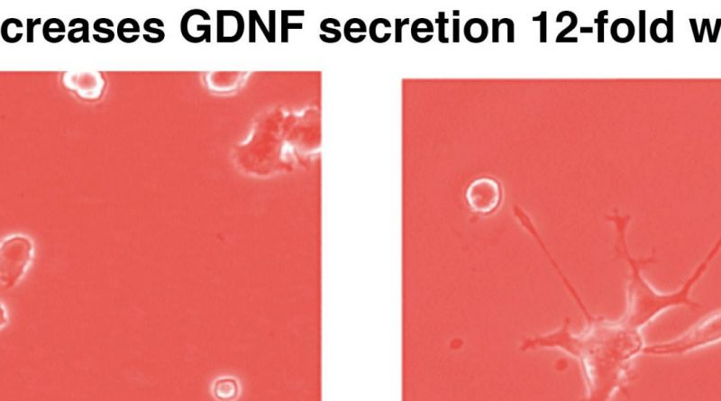 GDNF on brain cell growth